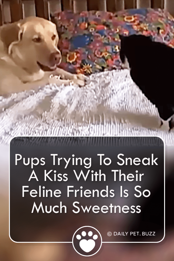 Pups Trying To Sneak A Kiss With Their Feline Friends Is So Much Sweetness