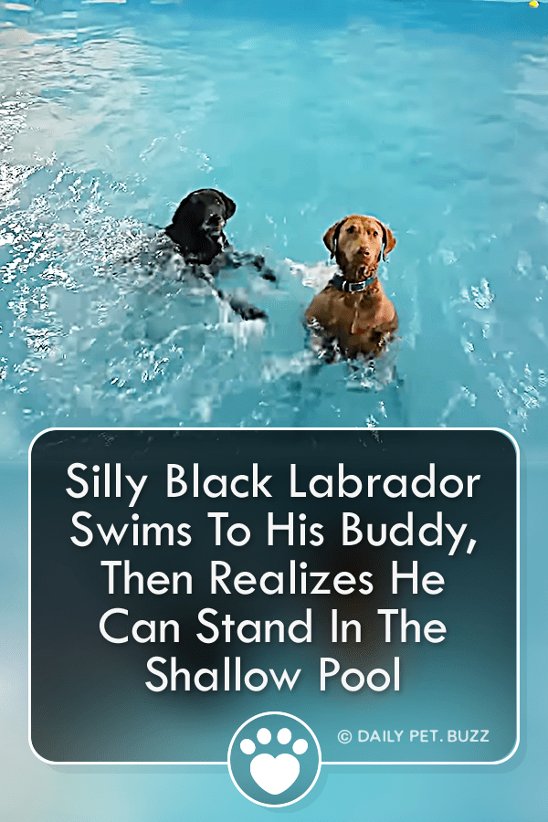 Silly Black Labrador Swims To His Buddy, Then Realizes He Can Stand In The Shallow Pool