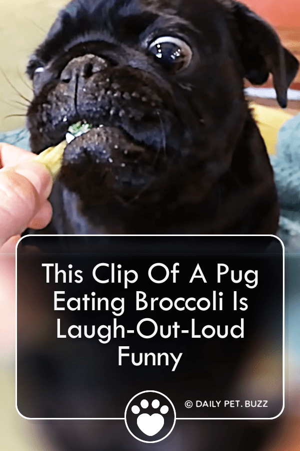 This Clip Of A Pug Eating Broccoli Is Laugh-Out-Loud Funny
