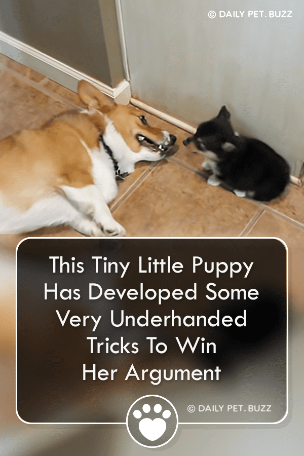 This Tiny Little Puppy Has Developed Some Very Underhanded Tricks To Win Her Argument