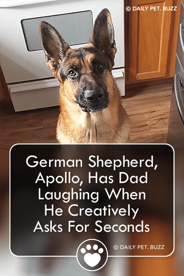 German Shepherd, Apollo, Has Dad Laughing When He Creatively Asks For Seconds