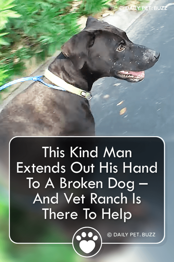 This Kind Man Extends Out His Hand To A Broken Dog – And Vet Ranch Is There To Help