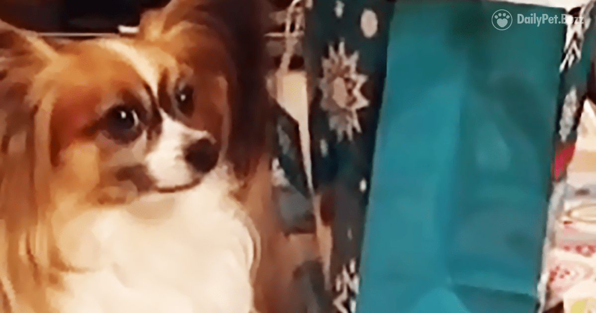 Dog Throws A Hilarious Tantrum When Mom Tells Him That He Can't Open His Presents Early