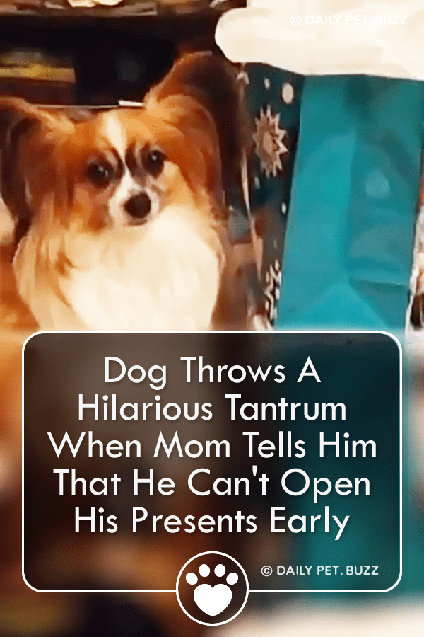 Dog Throws A Hilarious Tantrum When Mom Tells Him That He Can\'t Open His Presents Early