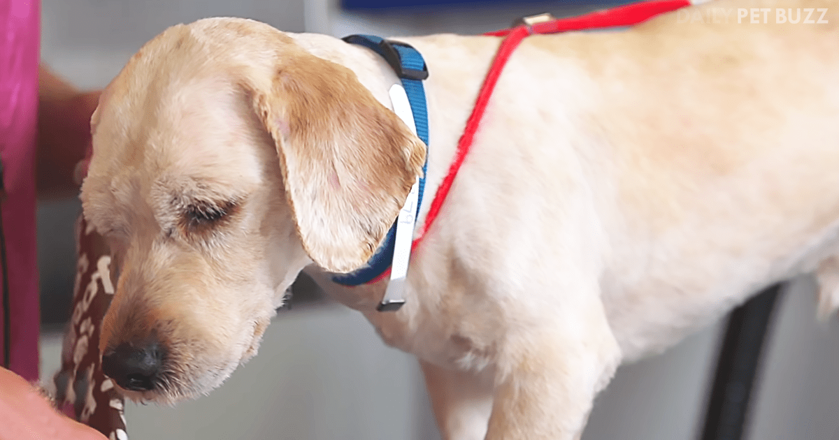 After This Shelter Pup Was Given A Proper Grooming, He Was Adopted In Only Two Days