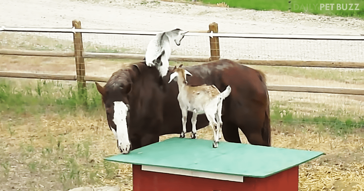 Compilation Of Goats Hitching Rides On Horses Is Our Gift To You