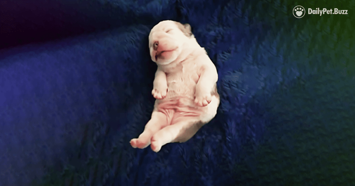 This Tiny Bulldog Puppy Already Has Big Dreams