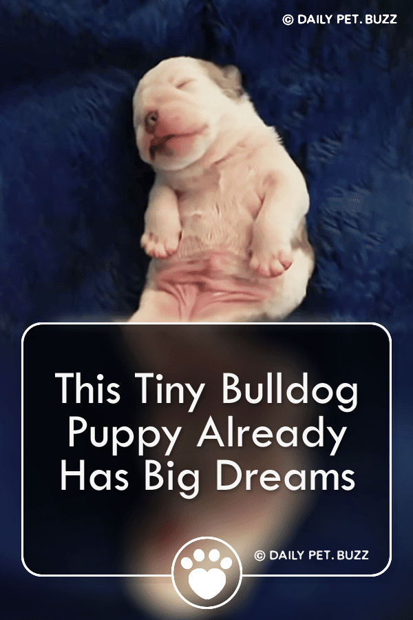 This Tiny Bulldog Puppy Already Has Big Dreams