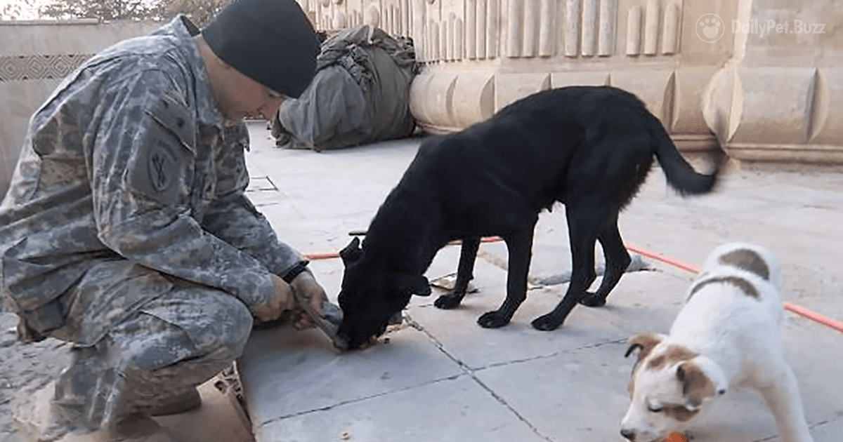 A Soldier Died In Combat. His Sister Made Sure His Adopted Dogs Came Home