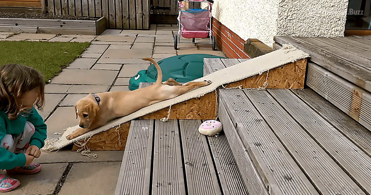 Labrador Puppy Has A Different Way Of Getting Himself Down The Stairs