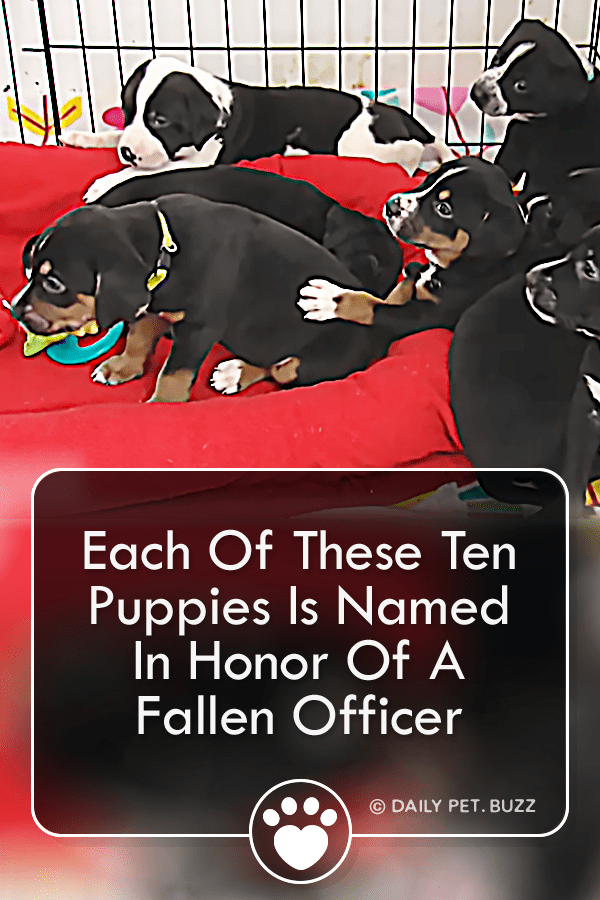 Each Of These Ten Puppies Is Named In Honor Of A Fallen Officer