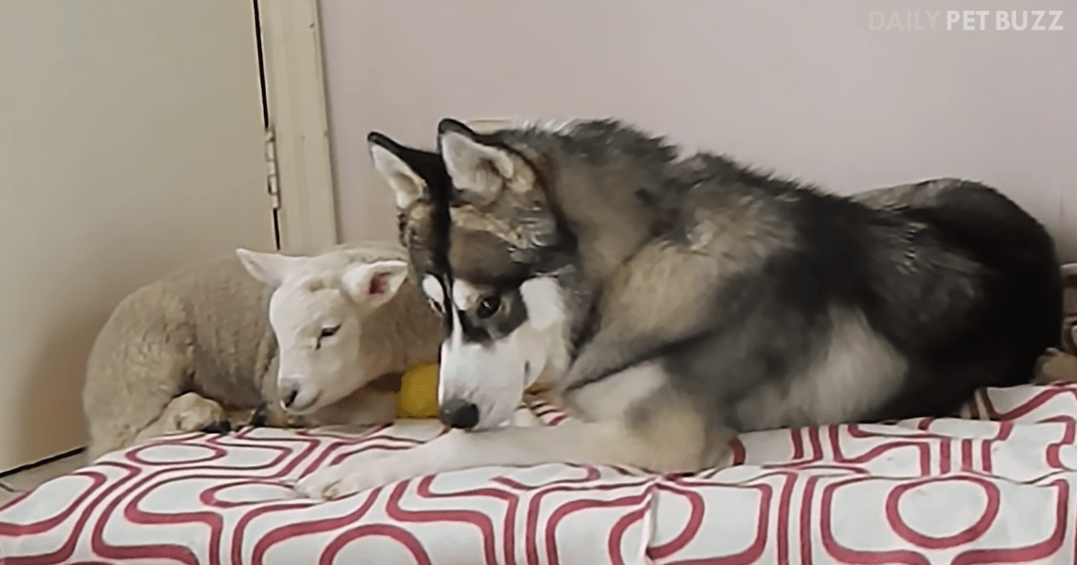 Naptime For This Husky Is Sweetly Shared With A Little Lamb