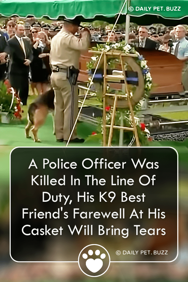 A Police Officer Was Killed In The Line Of Duty, His K9 Best Friend\'s Farewell At His Casket Will Bring Tears