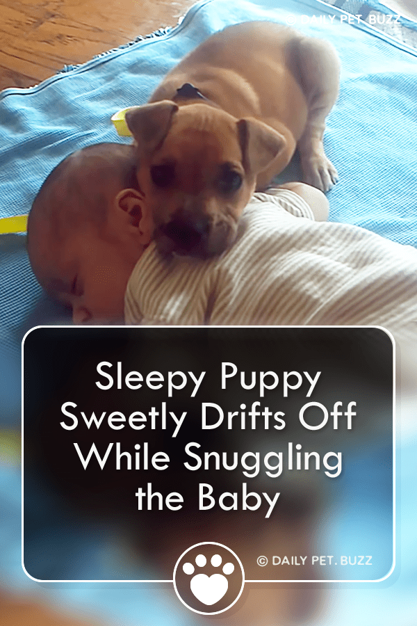 Sleepy Puppy Sweetly Drifts Off While Snuggling the Baby