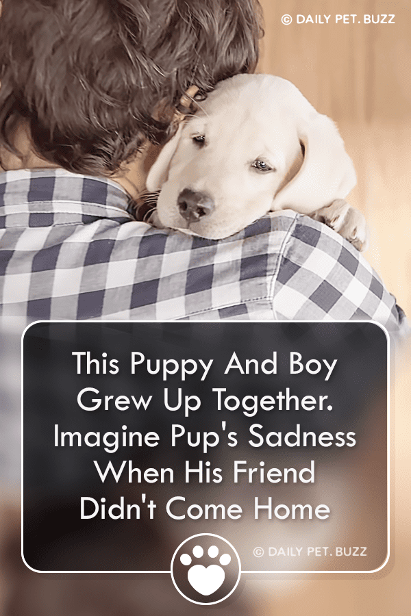 This Puppy And Boy Grew Up Together. Imagine Pup\'s Sadness When His Friend Didn\'t Come Home