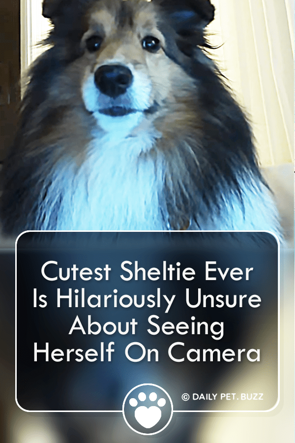 Cutest Sheltie Ever Is Hilariously Unsure About Seeing Herself On Camera