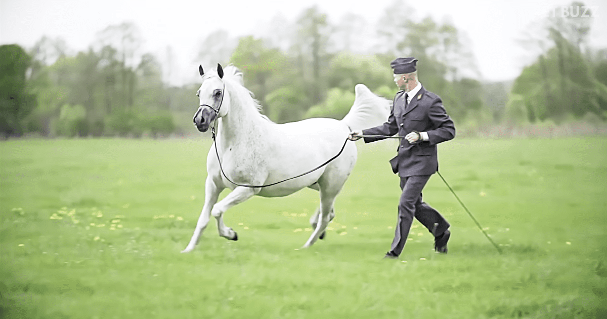 Champion Mare, Pepita, Unsurprisingly Topped the Pride of Poland Sale in 2015