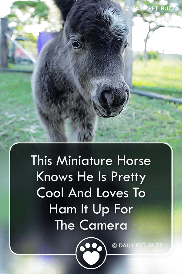 This Miniature Horse Knows He Is Pretty Cool And Loves To Ham It Up For The Camera