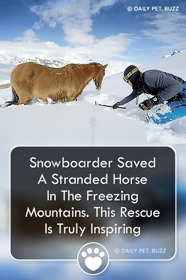 Snowboarder Saved A Stranded Horse In The Freezing Mountains. This Rescue Is Truly Inspiring