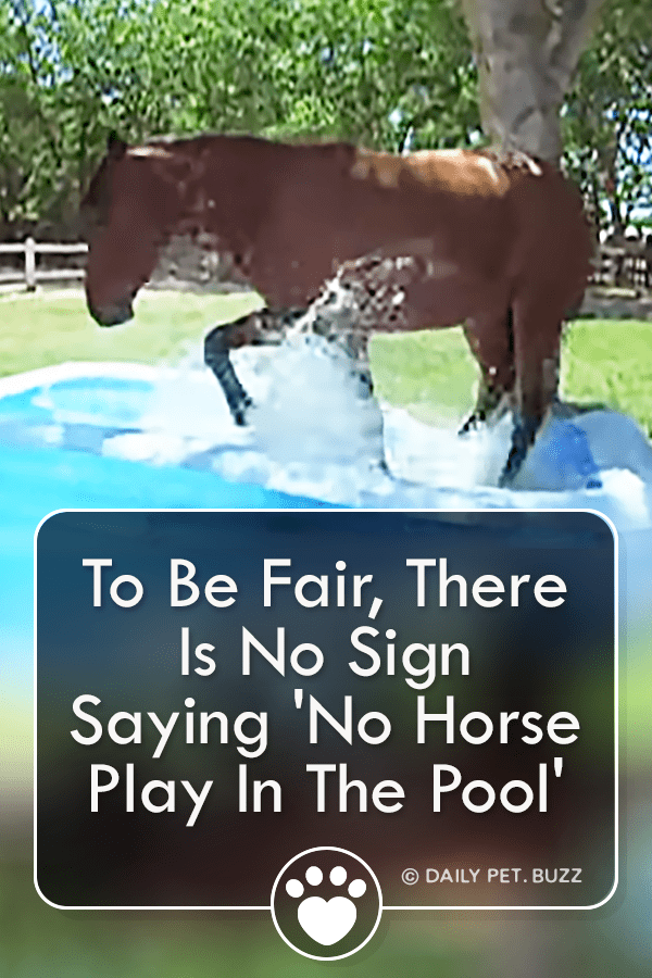 To Be Fair, There Is No Sign Saying \'No Horse Play In The Pool\'