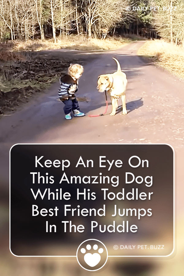 Keep An Eye On This Amazing Dog While His Toddler Best Friend Jumps In The Puddle