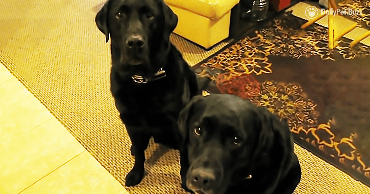 Gnarly and Loa share a wonderful sibling friendship. But when one of them is the 'bad dog,' it's every dog for himself. #labrador #dog #dogvideos #animals #animalvideos #funnyvideos #labradors #dogs #pets