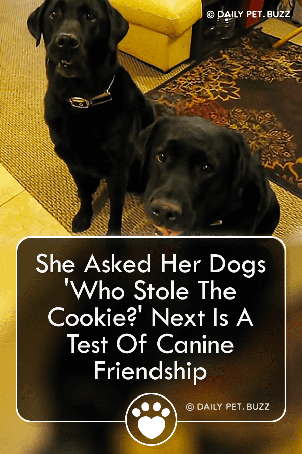 She Asked Her Dogs \'Who Stole The Cookie?\' Next Is A Test Of Canine Friendship
