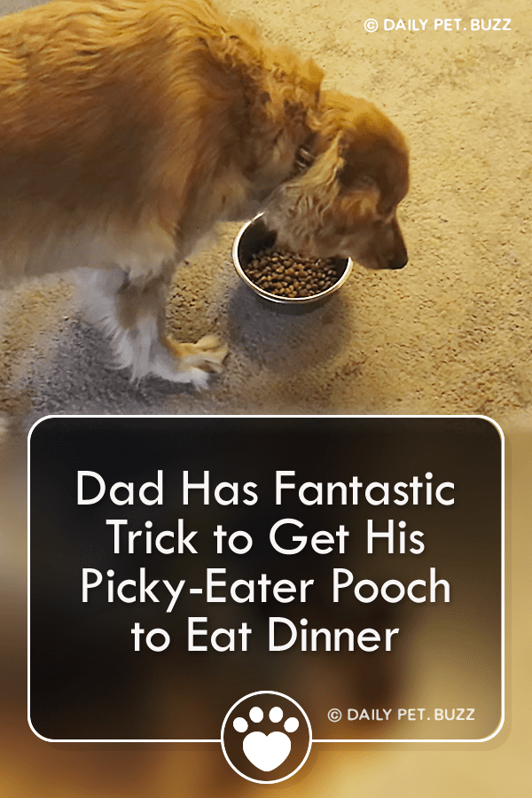 Dad Has Fantastic Trick to Get His Picky-Eater Pooch to Eat Dinner