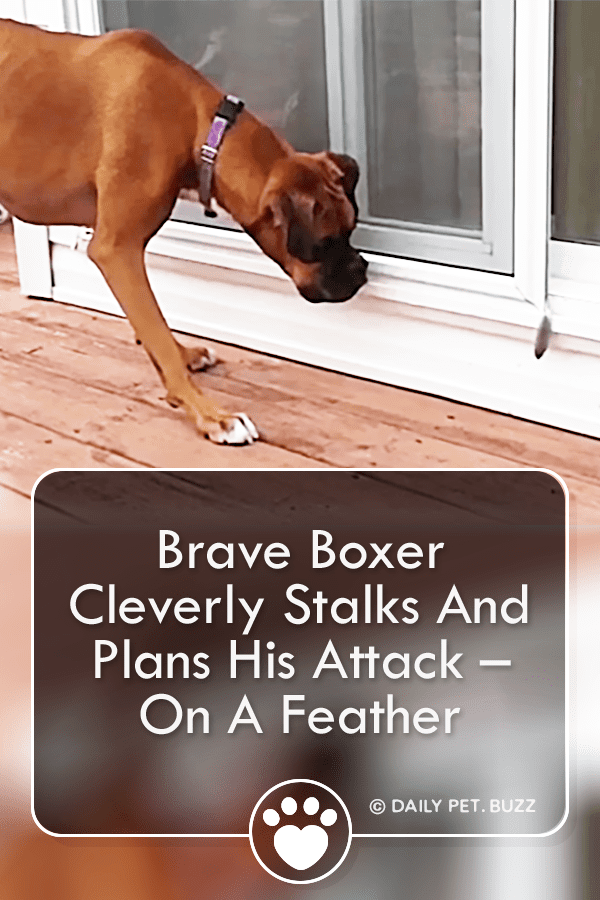 Brave Boxer Cleverly Stalks And Plans His Attack – On A Feather