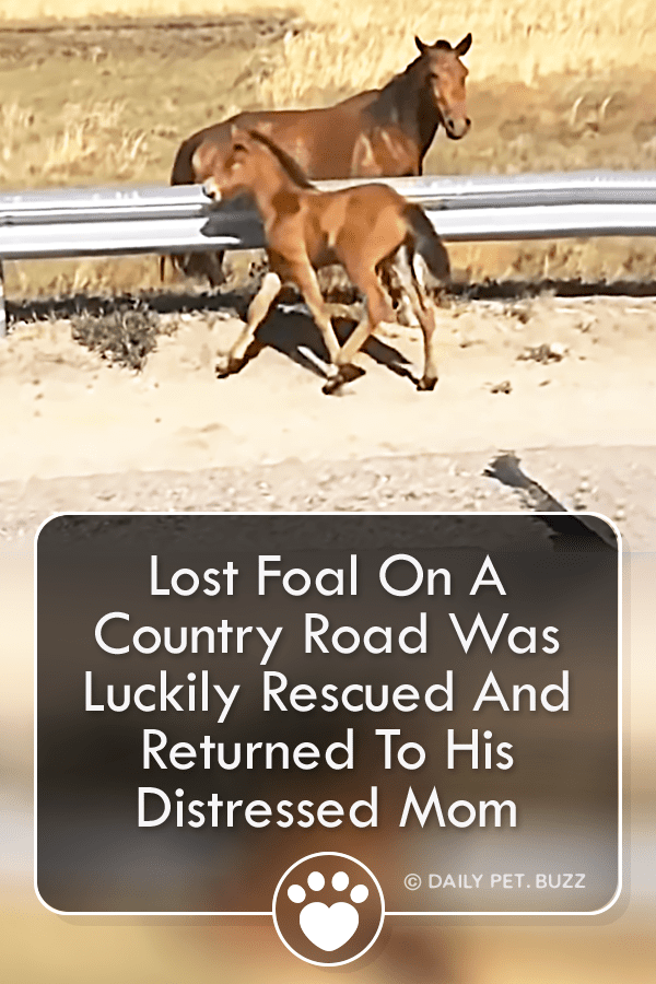 Lost Foal On A Country Road Was Luckily Rescued And Returned To His Mom