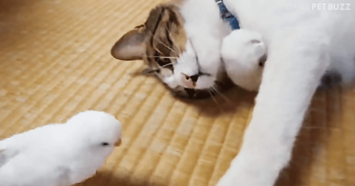 Parakeet Decides His Cat Friend Has Had A Long Enough Nap