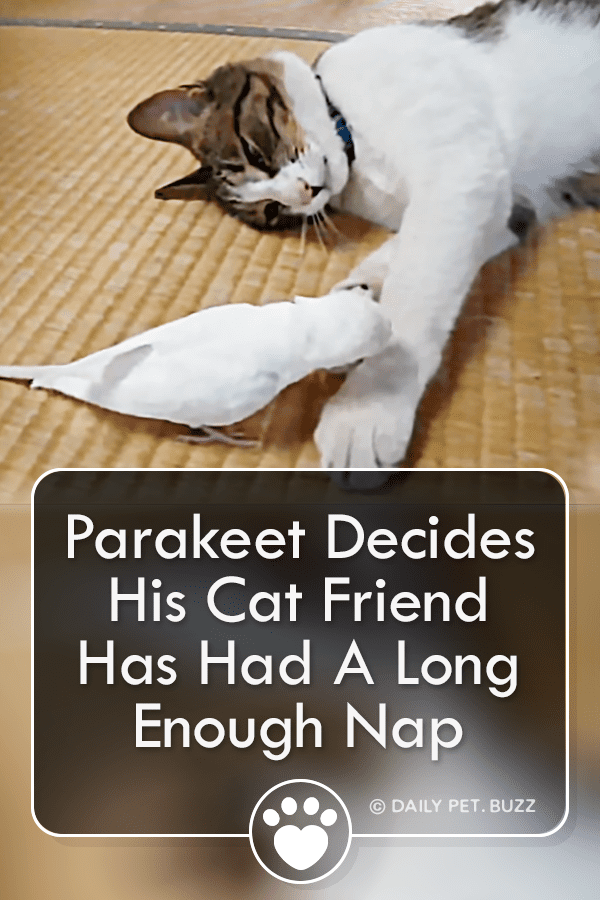 Parakeet Decides His Cat Friend Has Had A Long Enough Nap