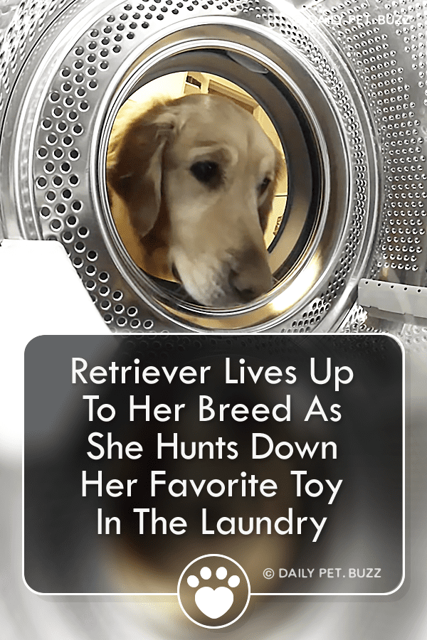 Retriever Lives Up To Her Breed As She Hunts Down Her Favorite Toy In The Laundry