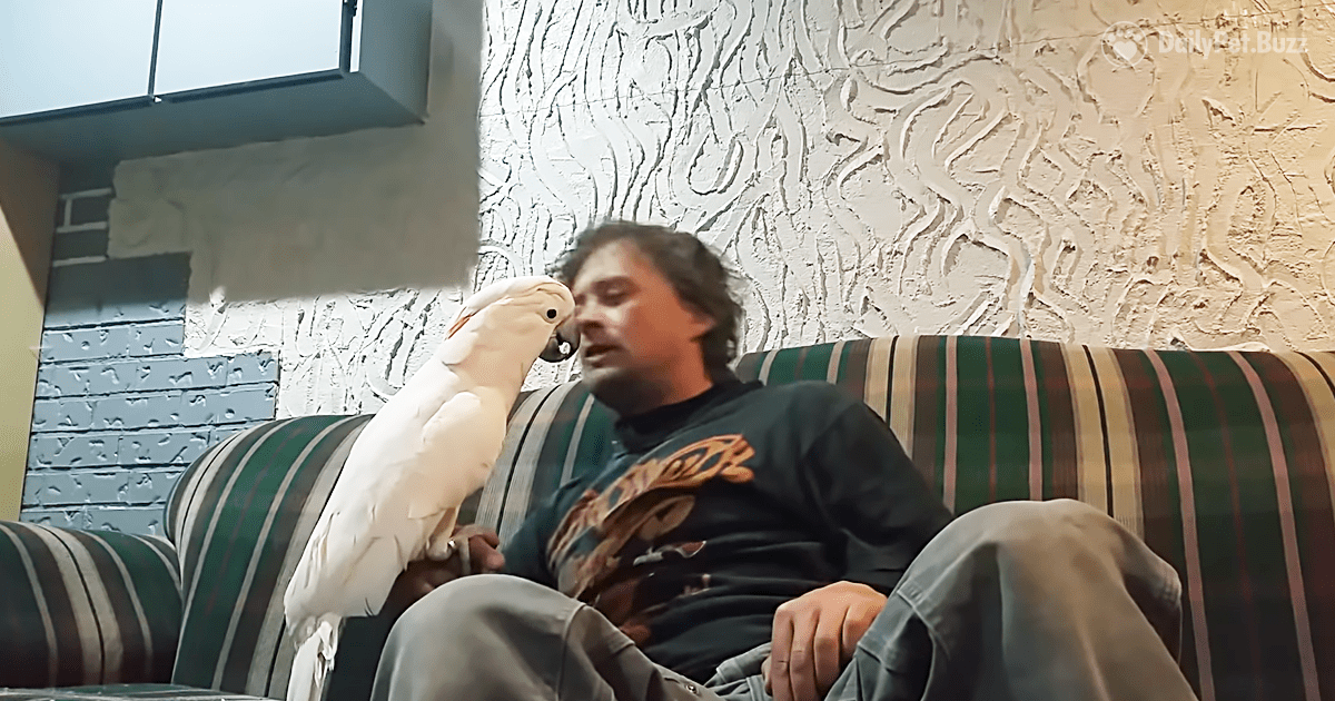 This Laughing Cockatoo Thinks Everything His Dad Says Is Hilarious