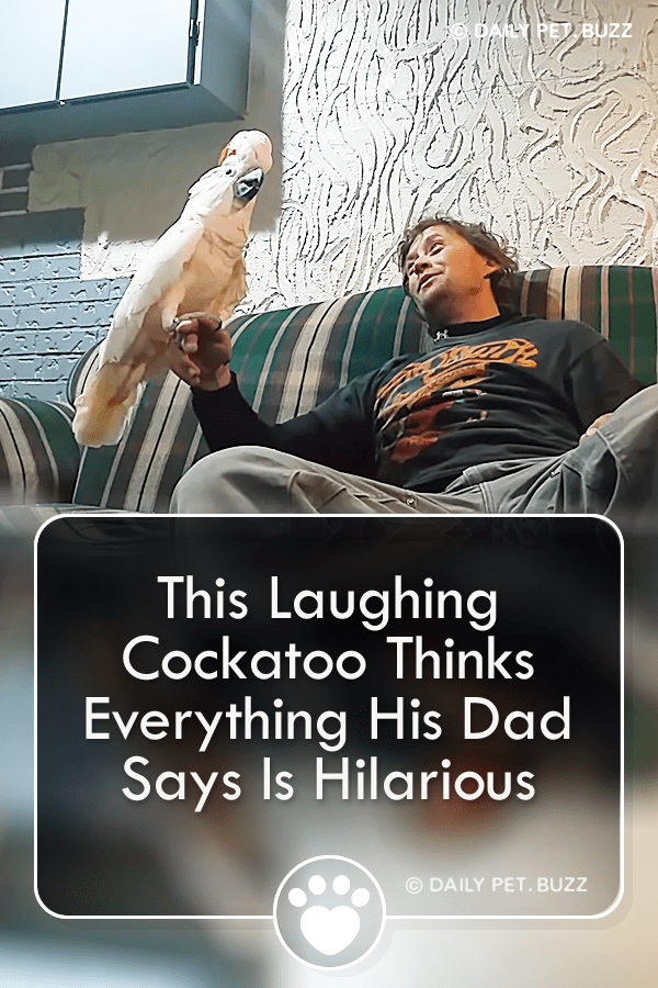 This Laughing Cockatoo Thinks Everything His Dad Says Is Hilarious