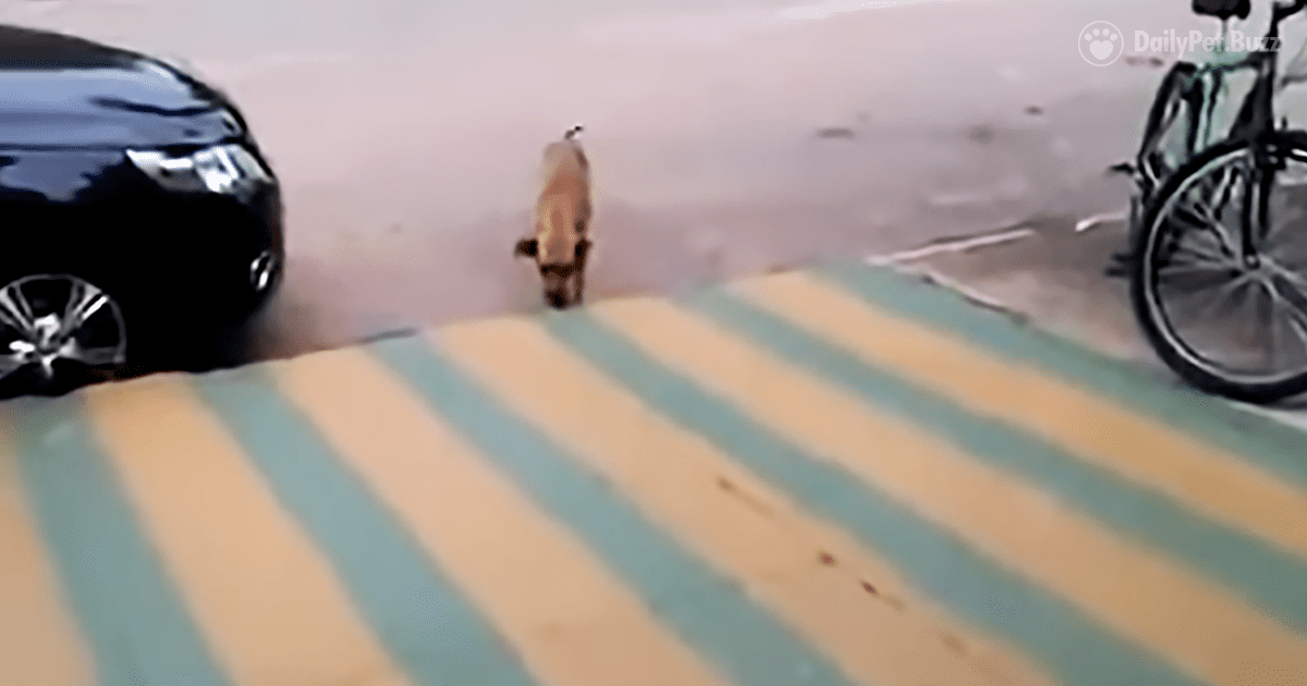 This Lonely Dog Likes Dancing in The Street