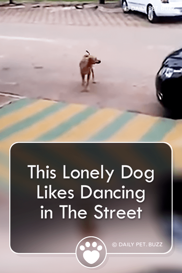 This Lonely Dog Likes Dancing in The Street