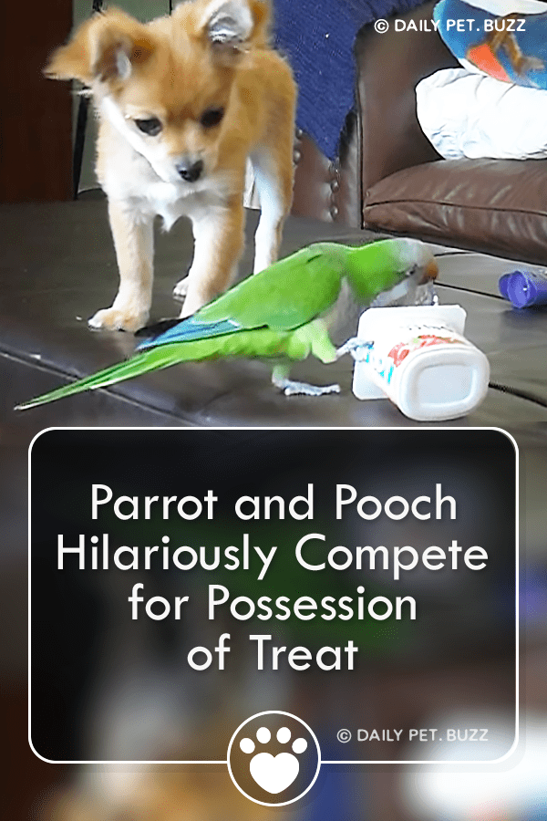 Parrot and Pooch Hilariously Compete for Possession of Treat