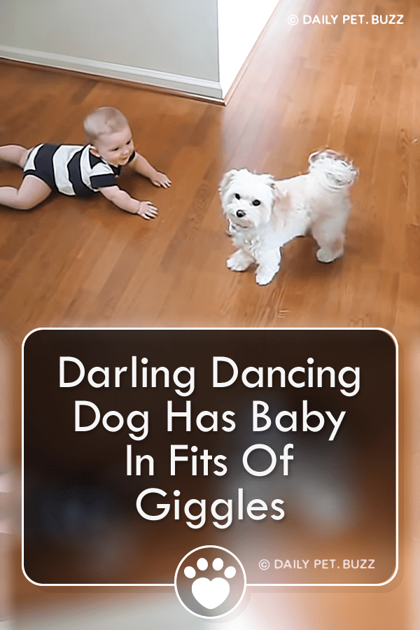 Darling Dancing Dog Has Baby In Fits Of Giggles