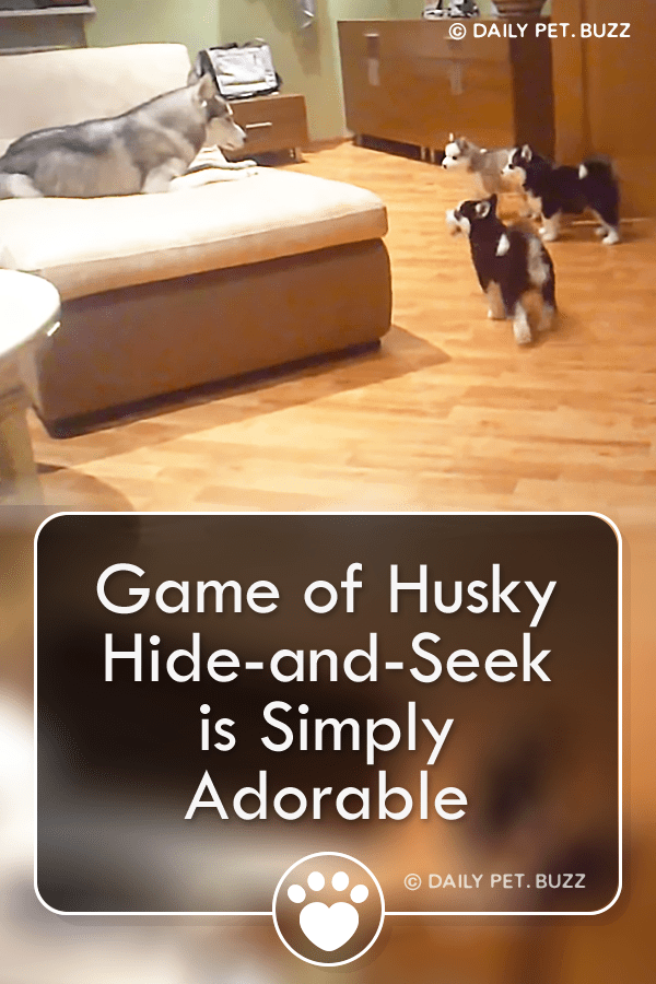 Game of Husky Hide-and-Seek is Simply Adorable