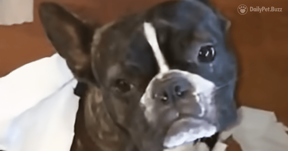 French Bulldog Gets Hilariously Ratted Out By His Best Friend