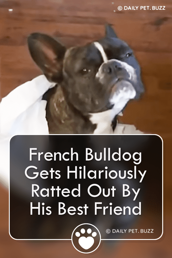 French Bulldog Gets Hilariously Ratted Out By His Best Friend