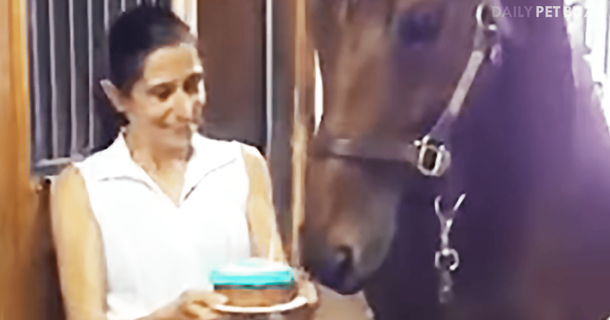 This Huge Horse Is Thrown A Birthday Party And Even Blows Out The Candles On His Cake