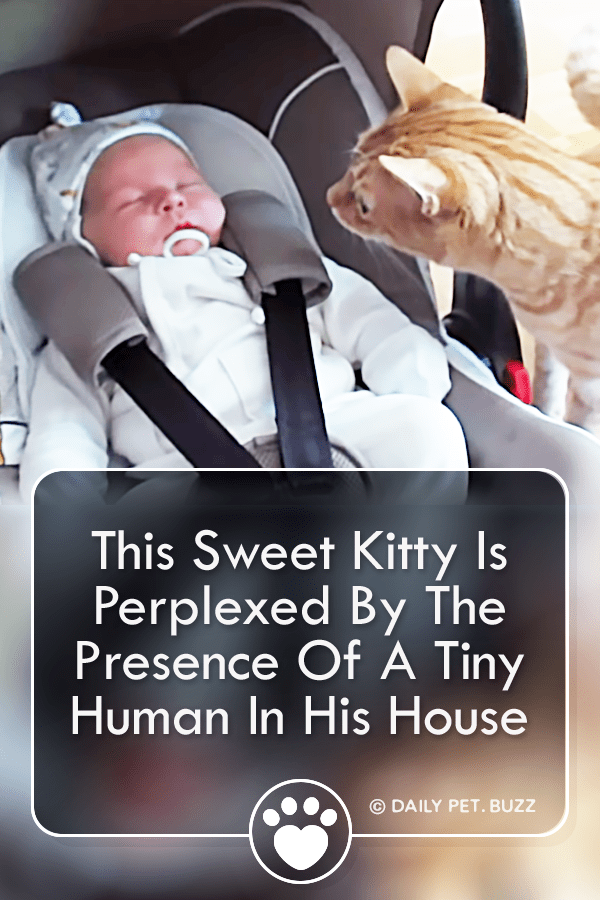 This Sweet Kitty Is Perplexed By The Presence Of A Tiny Human In His House