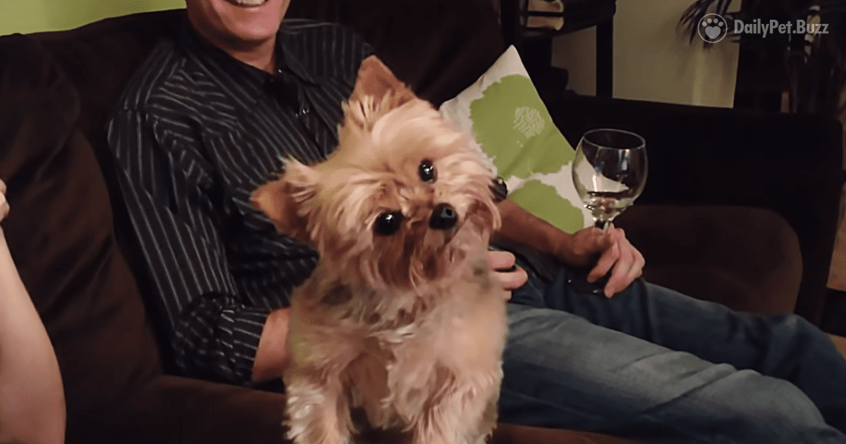 This Tiny Pup is Excited for Her Thanksgiving Holiday