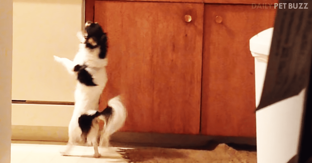 Chihuahua Dancing In The Kitchen To Miami Sound Machine Is All You Need Today