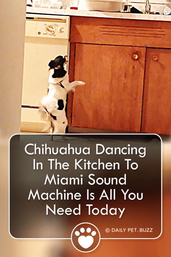 Chihuahua Dancing In The Kitchen To Miami Sound Machine Is All You Need Today