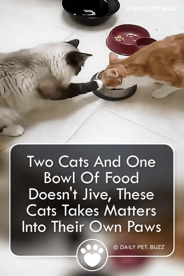 Two Cats And One Bowl Of Food Doesn\'t Jive, These Cats Takes Matters Into Their Own Paws