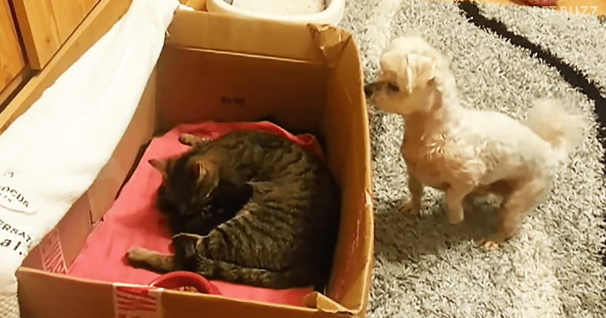 This Funny Pooch Is Rather Perplexed By The Box Full Of Kittens In The Living Room