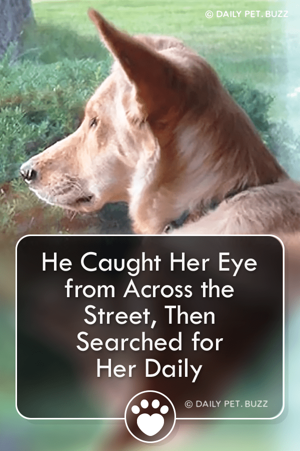 He Caught Her Eye from Across the Street, Then Searched for Her Daily